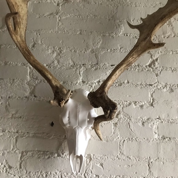 Fallow and Axis Deer Mount - Picture 10 of 12